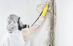 Best Forensic Mold Investigation  in Crestline, CA